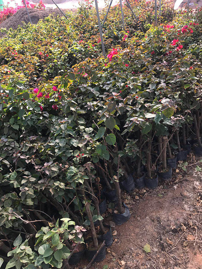 粉色三角梅有哪些品種?三角梅哪個品種最好看?