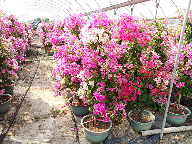 粉色三角梅有哪些品種?三角梅哪個品種最好看?