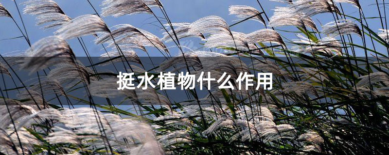 挺水植物什么作用 挺水植物什么作用