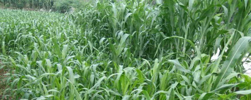 喂牛羊的牧草哪一種好 喂牛羊的牧草哪一種好