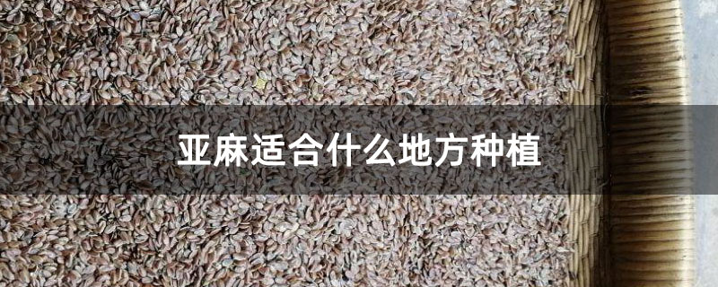 亞麻適合什么地方種植 亞麻適合什么地方種植