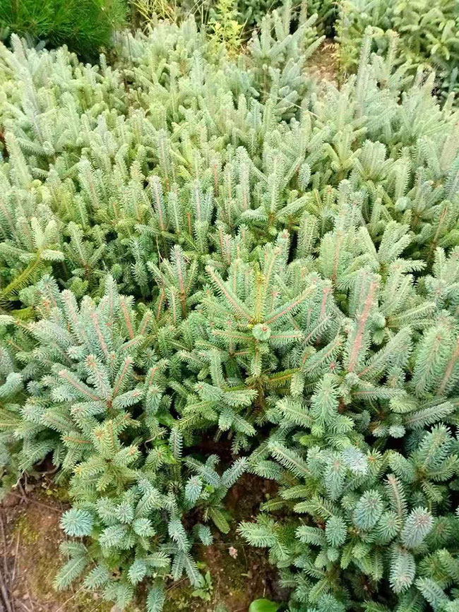 現在種植什么林木有前景?種植經濟林木的前景分析