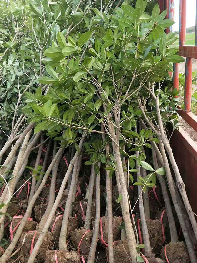 桂花是什么季節開的?桂花樹什么品種最好?