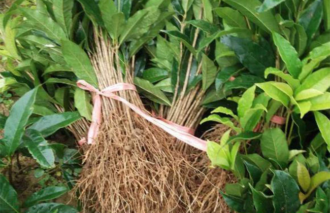 桂花是什么季節開的?桂花樹什么品種最好?