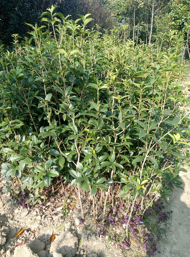 桂花是什么季節開的?桂花樹什么品種最好?