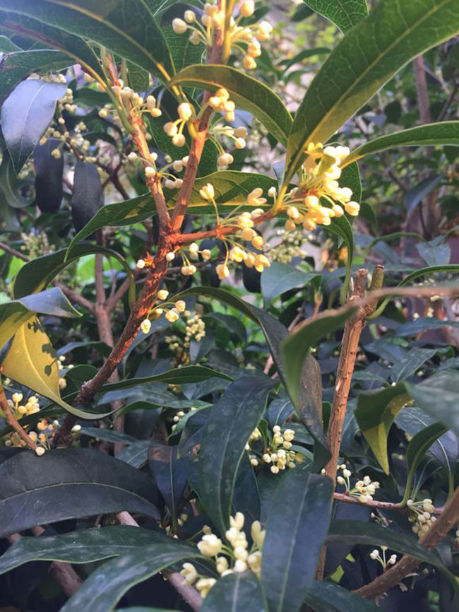 桂花是什么季節開的?桂花樹什么品種最好?