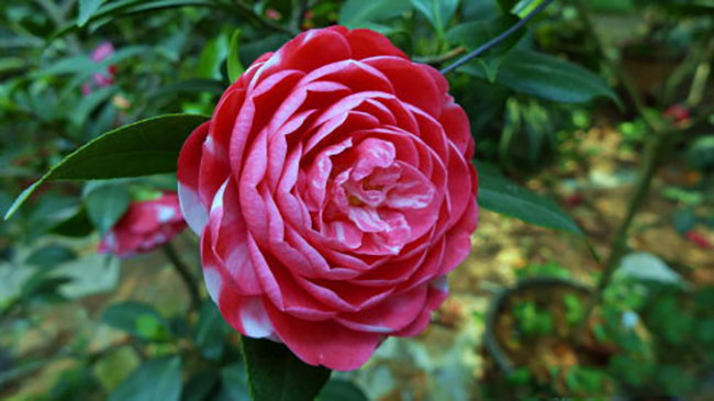 茶花什么時候開花?茶花一年開幾次花?