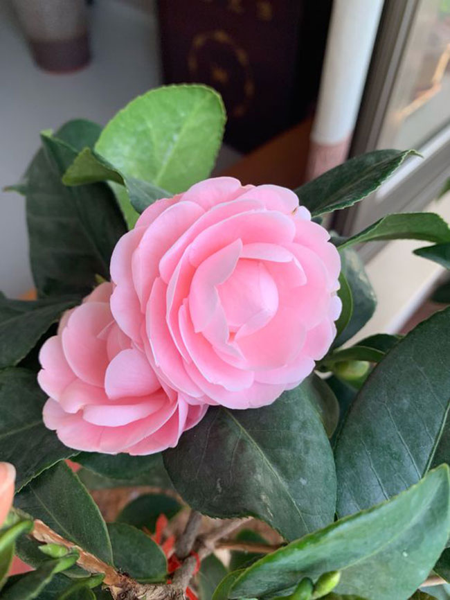 茶花什么時候開花?茶花一年開幾次花?