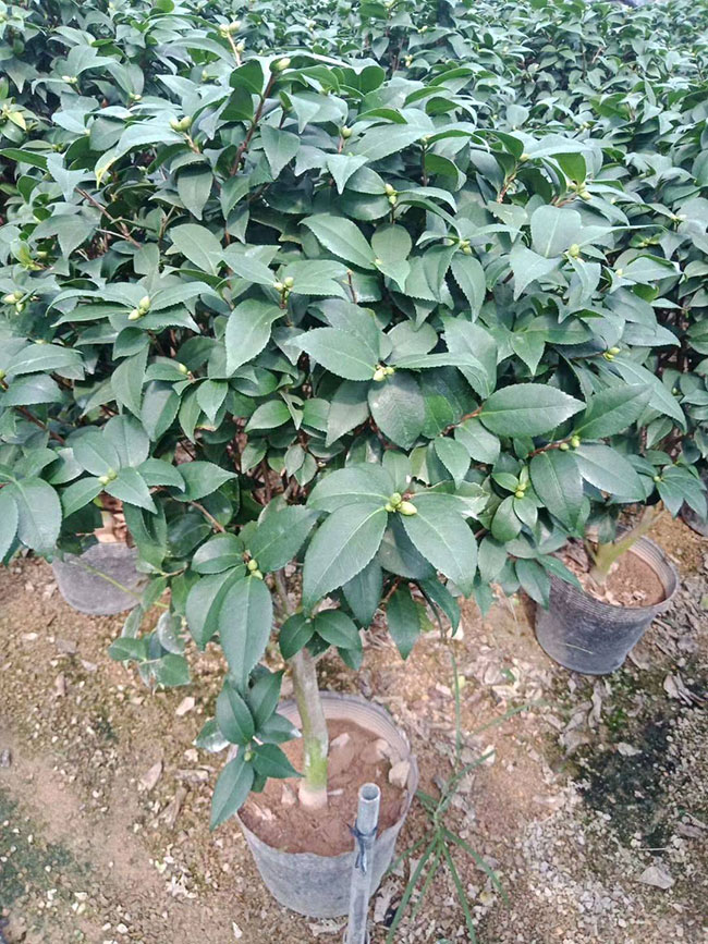 茶花什么時候開花?茶花一年開幾次花?