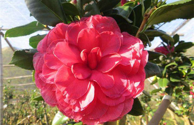 茶花什么時候開花?茶花一年開幾次花?