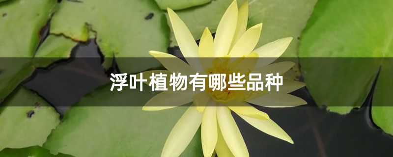 浮葉植物有哪些品種 浮葉植物有哪些品種