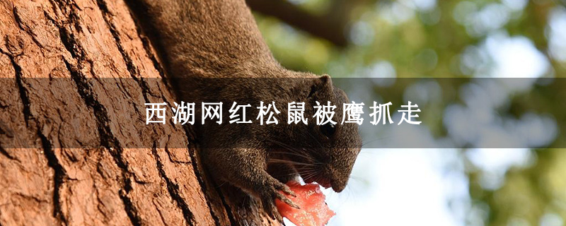 西湖網(wǎng)紅松鼠被鷹抓走
