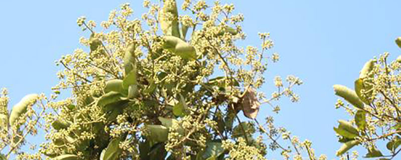 冬季有哪些主要蜜源 冬季有哪些主要蜜源