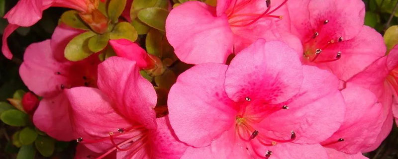 烏蘭察布市花是什么花 烏蘭察布市花是什么花