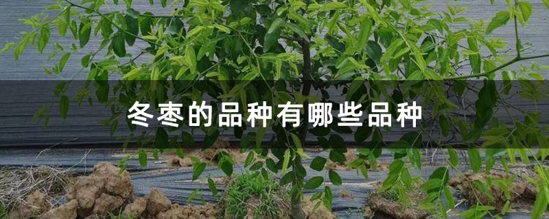冬棗的品種有哪些品種