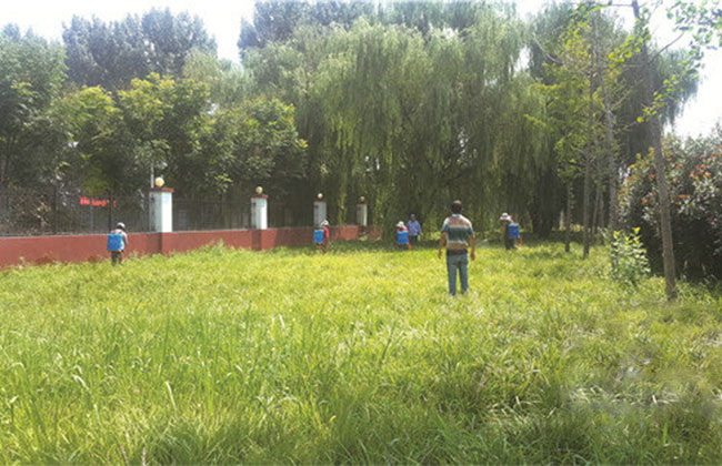 觀賞草坪品種有哪些?草坪品種大全