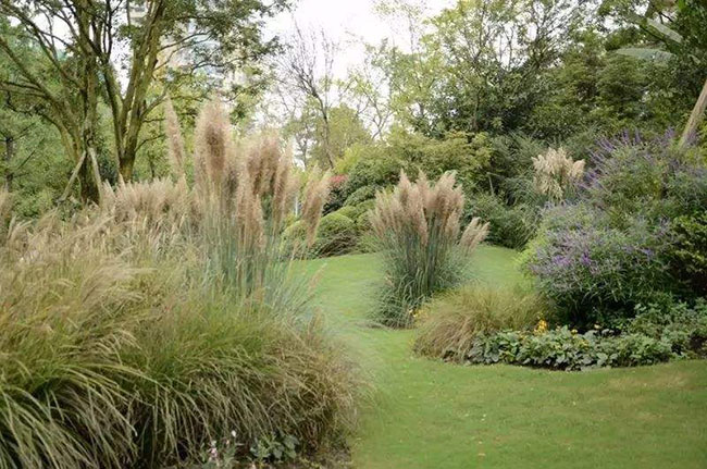 觀賞草坪品種有哪些?草坪品種大全