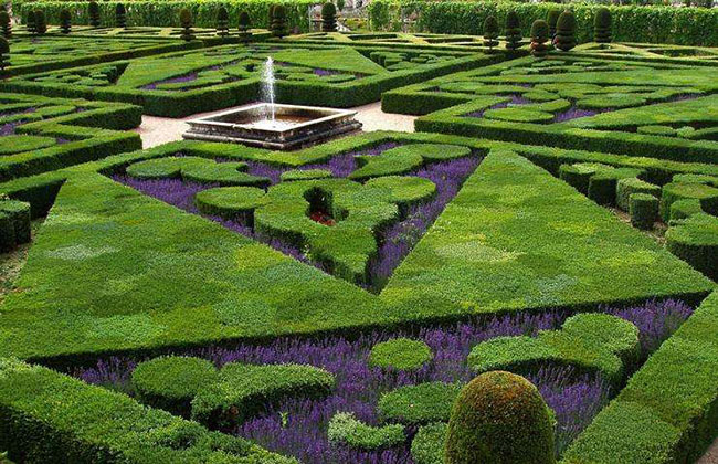 觀賞草坪品種有哪些?草坪品種大全