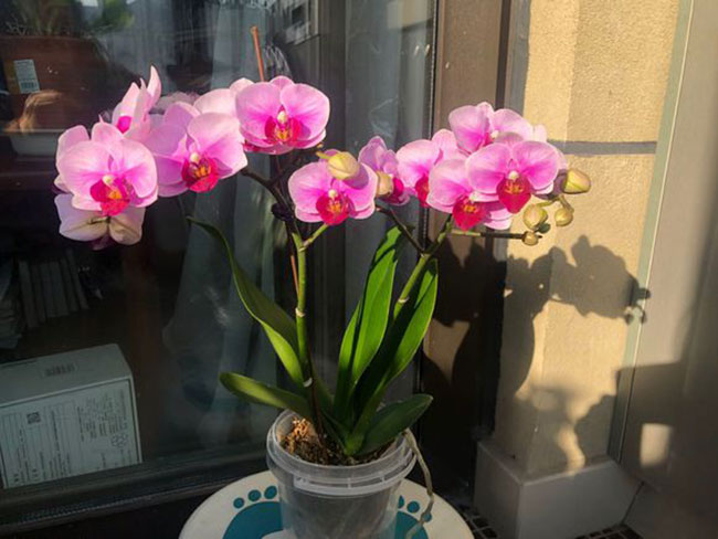 蝴蝶蘭冬季2.jpg