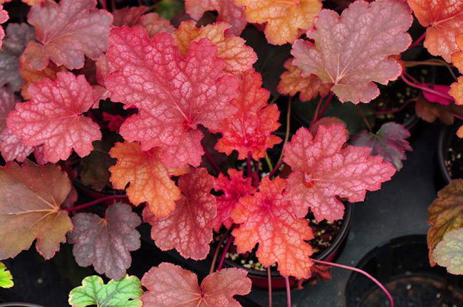 冬天庭院適合種的幾種植物，好看又好養(圖文)