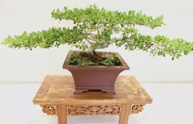 南方什么樹做盆景最好?南方盆景樹種大全