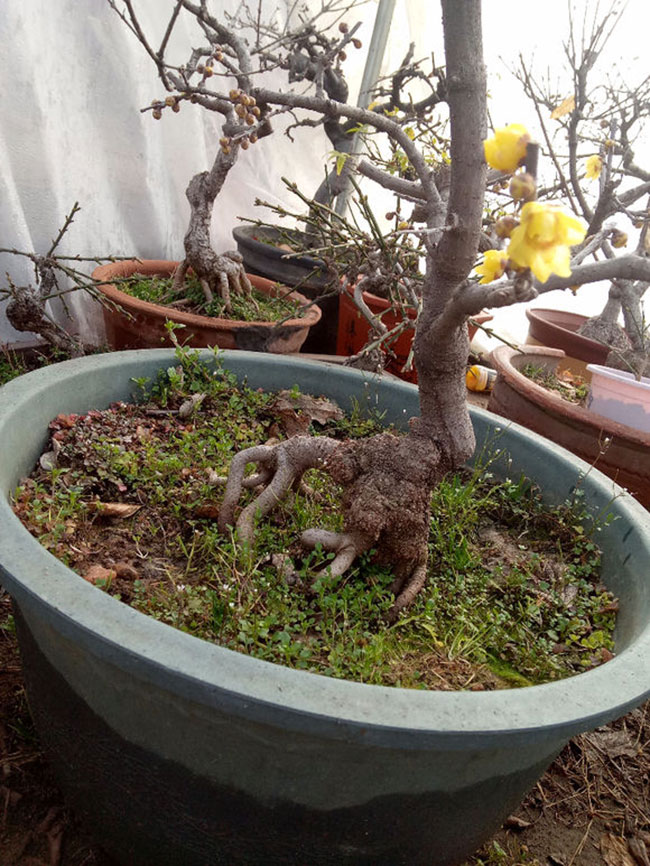 南方什么樹做盆景最好?南方盆景樹種大全