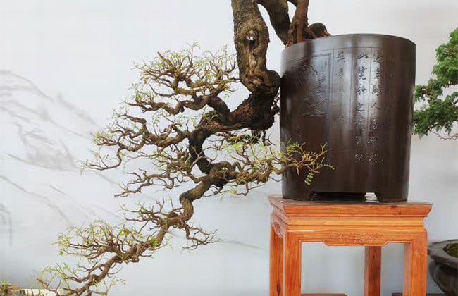 南方什么樹做盆景最好?南方盆景樹種大全