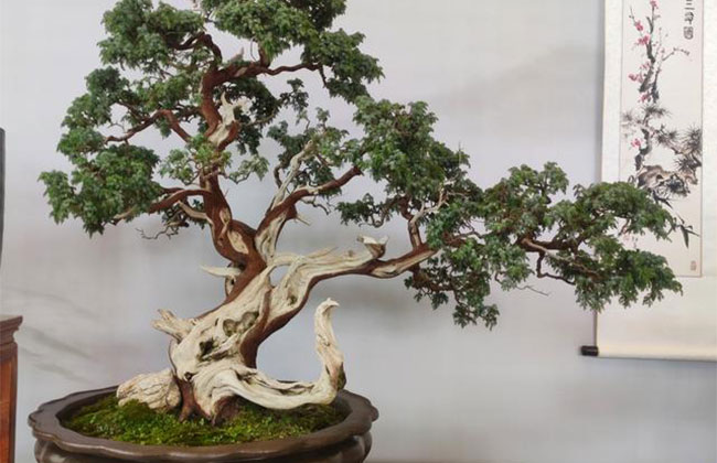 南方什么樹做盆景最好?南方盆景樹種大全