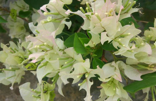 三角梅10大爆花品種有哪些?十個最漂亮三角梅品種