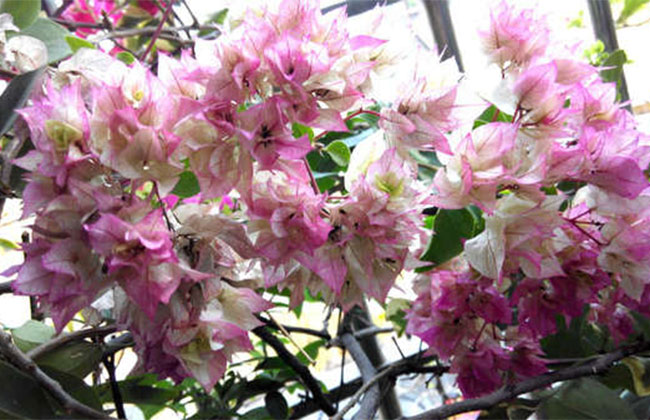 三角梅10大爆花品種有哪些?十個最漂亮三角梅品種