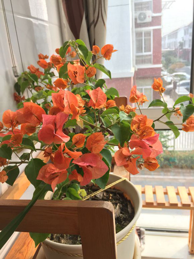 三角梅10大爆花品種有哪些?十個最漂亮三角梅品種