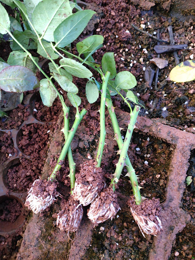 21朵玫瑰的花語是什么?21朵玫瑰的寓意和象征 21朵玫瑰的花語是什么?21朵玫瑰的寓意和象征