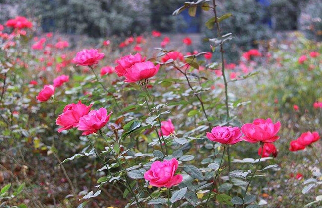 21朵玫瑰的花語是什么?21朵玫瑰的寓意和象征 21朵玫瑰的花語是什么?21朵玫瑰的寓意和象征