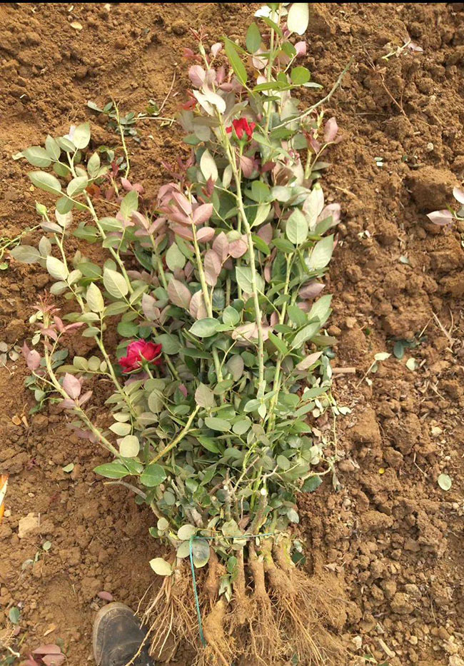 21朵玫瑰的花語是什么?21朵玫瑰的寓意和象征 21朵玫瑰的花語是什么?21朵玫瑰的寓意和象征