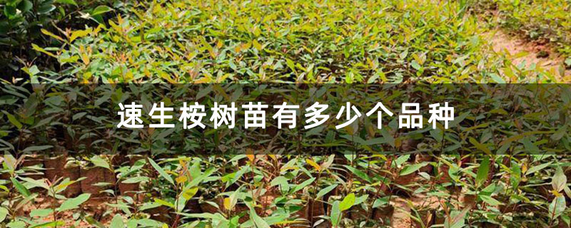 速生桉樹苗有多少個品種