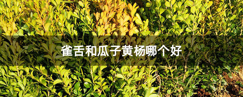 雀舌和瓜子黃楊哪個好 雀舌和瓜子黃楊哪個好