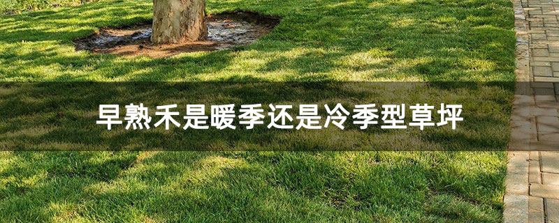 早熟禾是暖季還是冷季型草坪