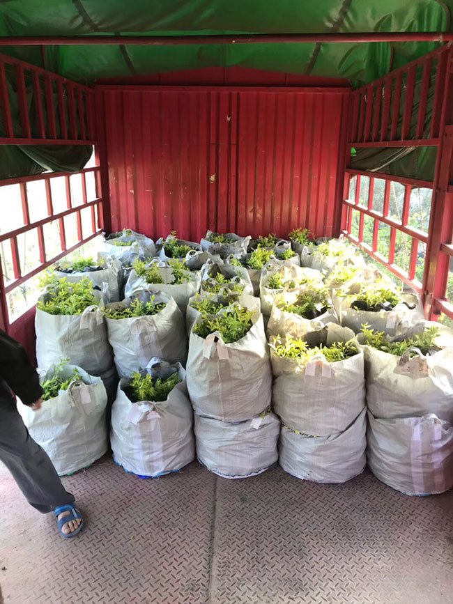 黃葉假連翹 黃葉假連翹