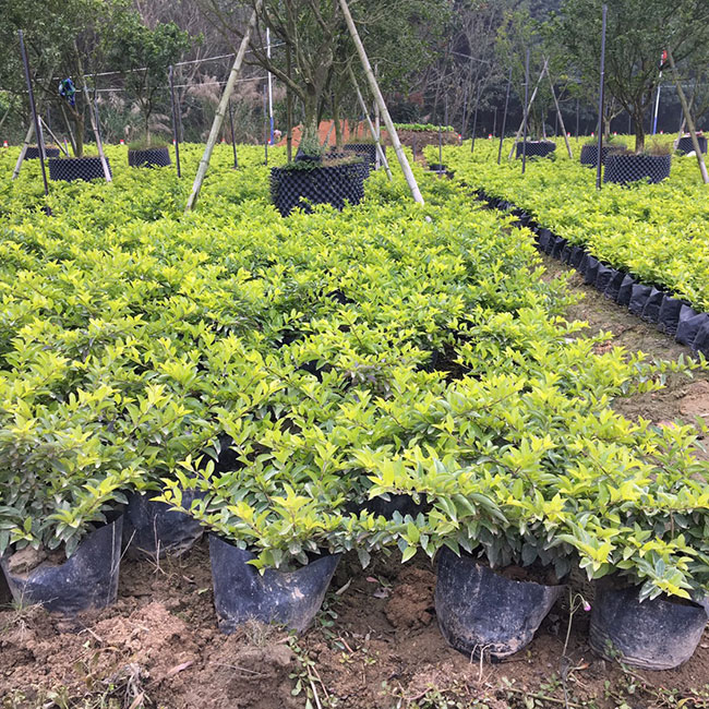 黃葉假連翹 黃葉假連翹