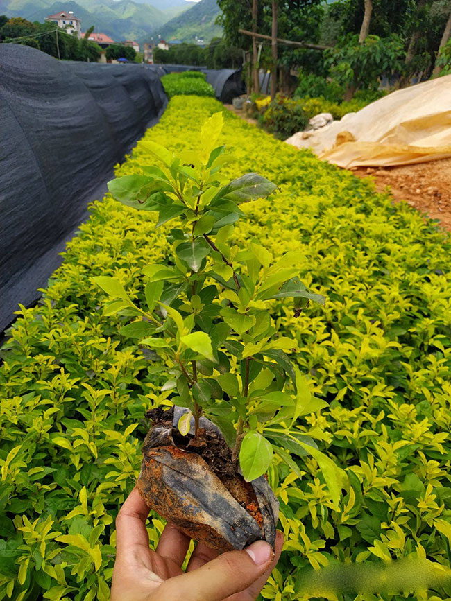 黃葉假連翹 黃葉假連翹