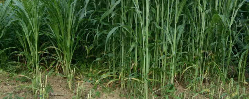 南方養(yǎng)牛牧草種子哪種最好啊