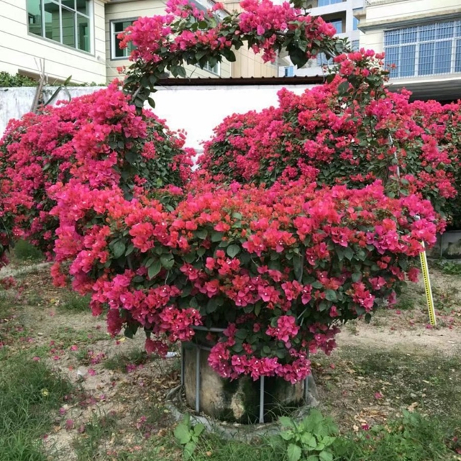 怎樣種植才能使三角梅多開花? 怎樣種植才能使三角梅多開花?