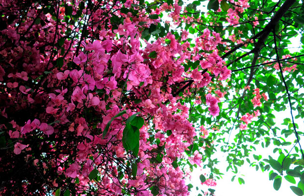 三角梅花期管理.jpg 三角梅花期管理.jpg