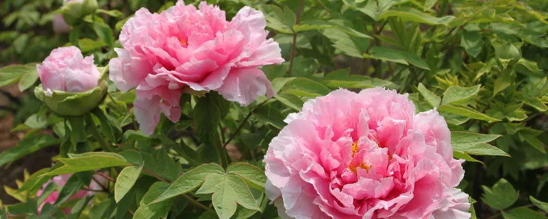 牡丹江市花是什么花 牡丹江市花是什么花