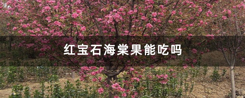 紅寶石海棠果能吃嗎