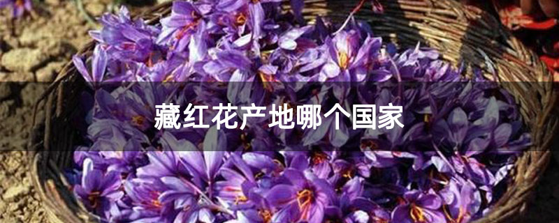 藏紅花產地哪個國家