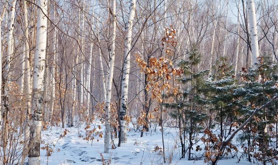 耐寒樹種原本就耐寒嗎?冬季苗木養護方法