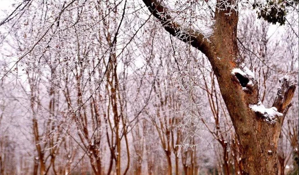 耐寒樹種原本就耐寒嗎?冬季苗木養護方法