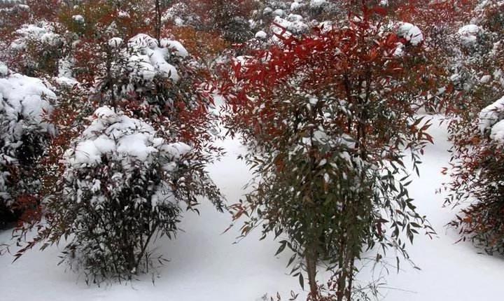 耐寒樹種原本就耐寒嗎?冬季苗木養護方法