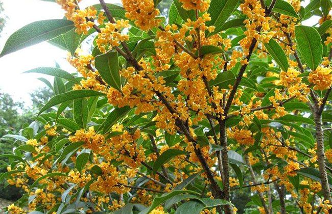 1607063655872645.jpg 每個(gè)人都有自己的“幸運(yùn)”花,快來(lái)看看